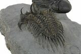 Top Quality Spiny Comura Trilobite With Austerops - Morocco #350540-2